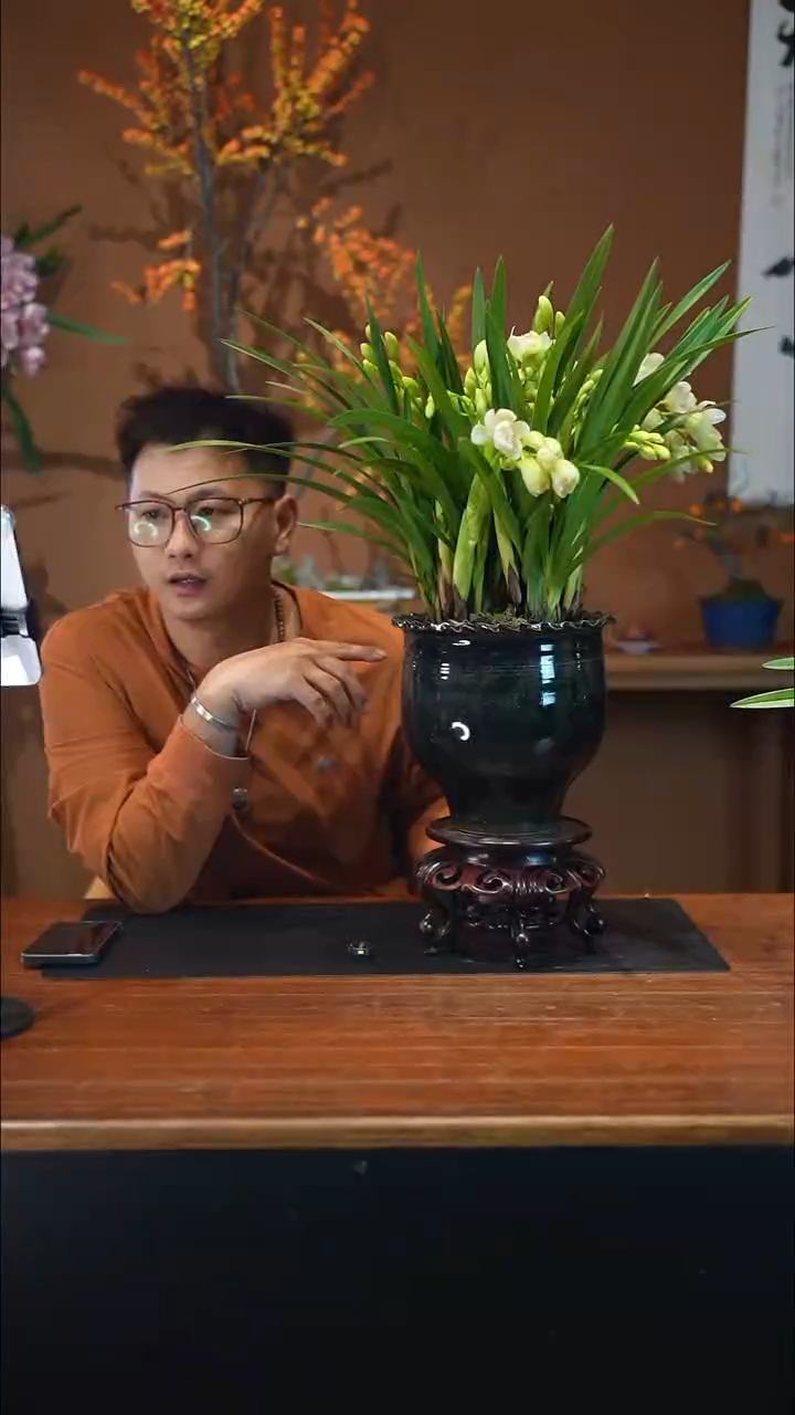 全部花朵白玉香兰盆景盆景盆景