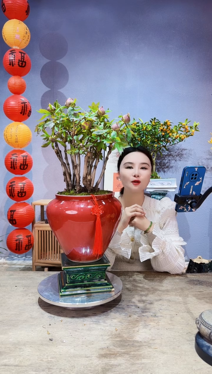 【闪购商品】盆景牡丹