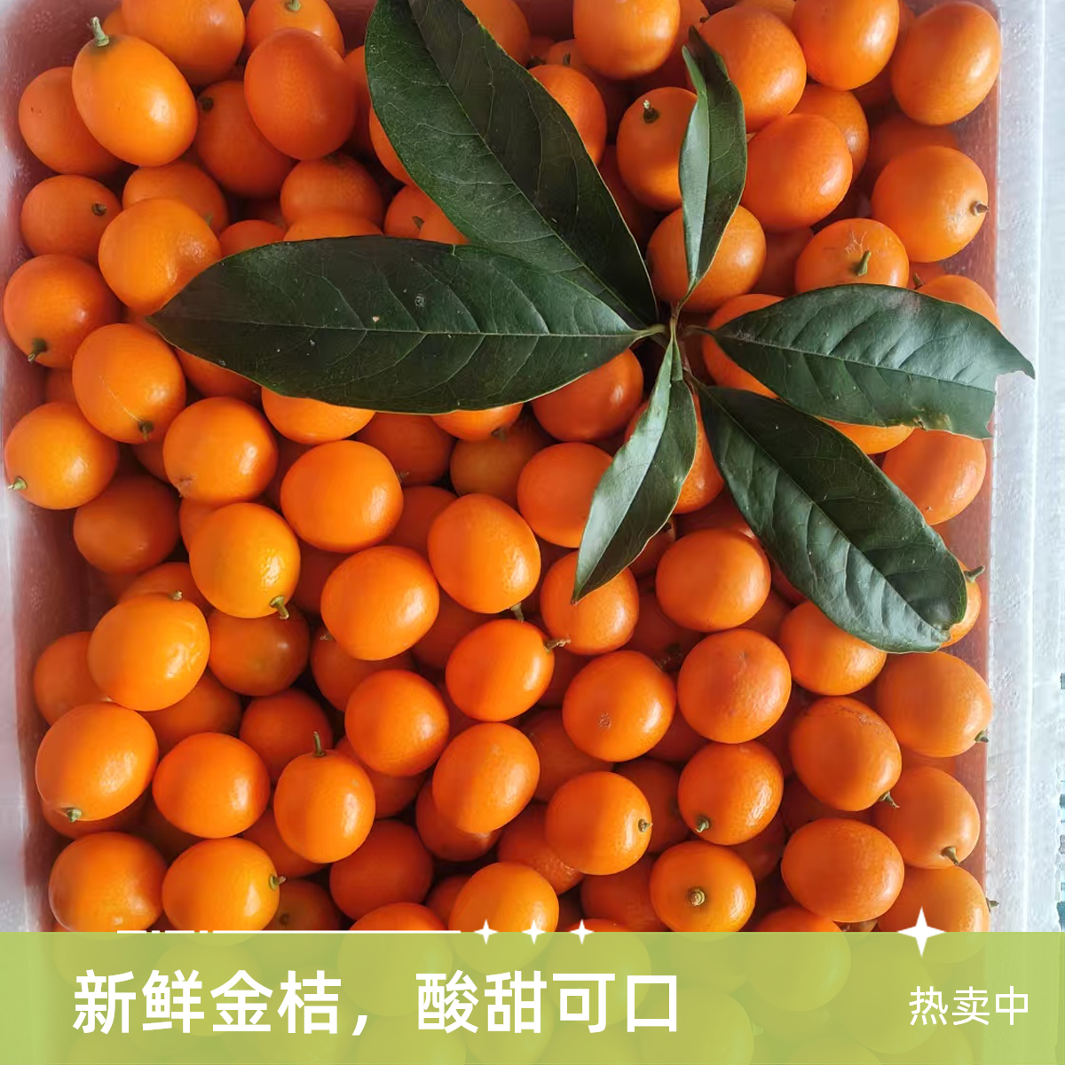 广西桂林阳朔金桔8斤1箱