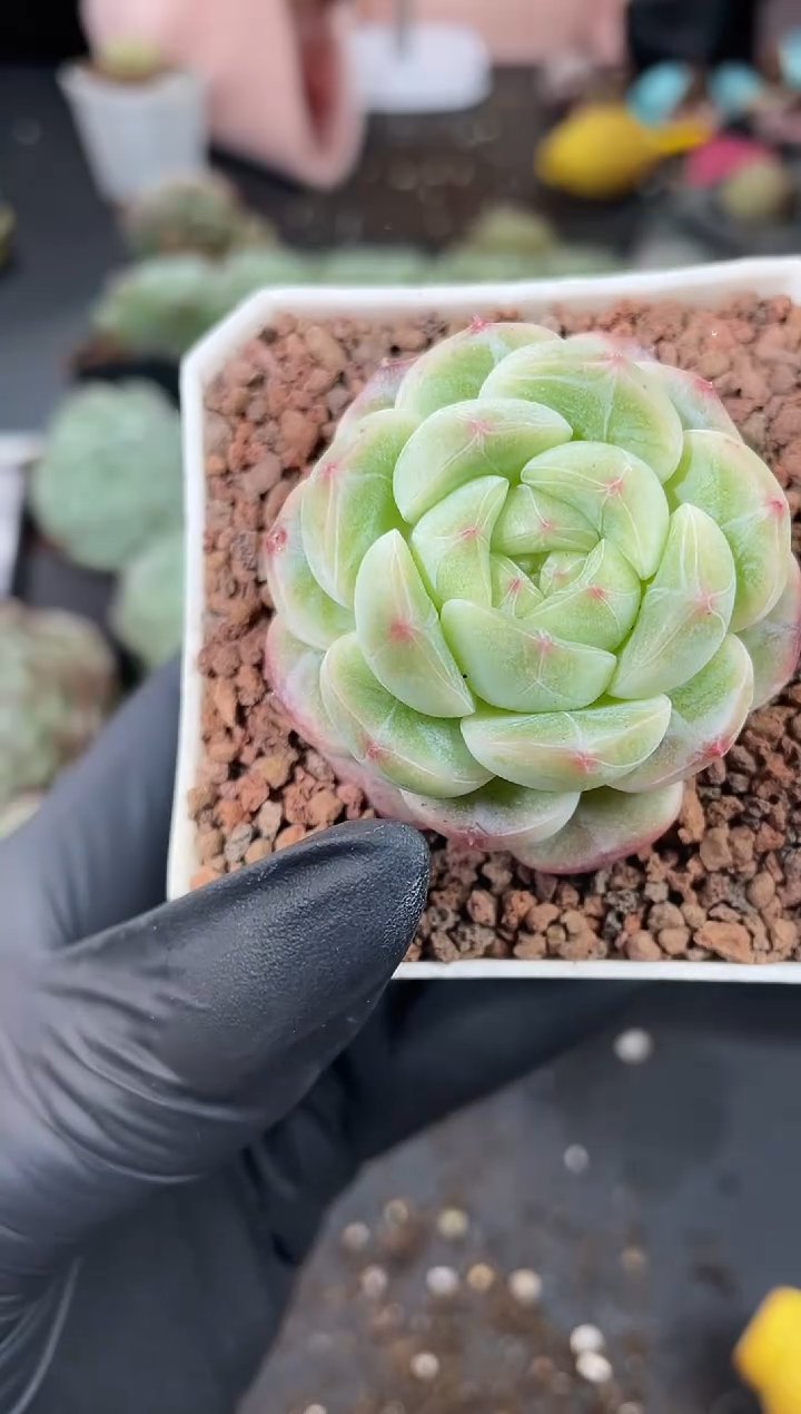 闪购950  大慕甜多肉一颗   3.8-4厘米