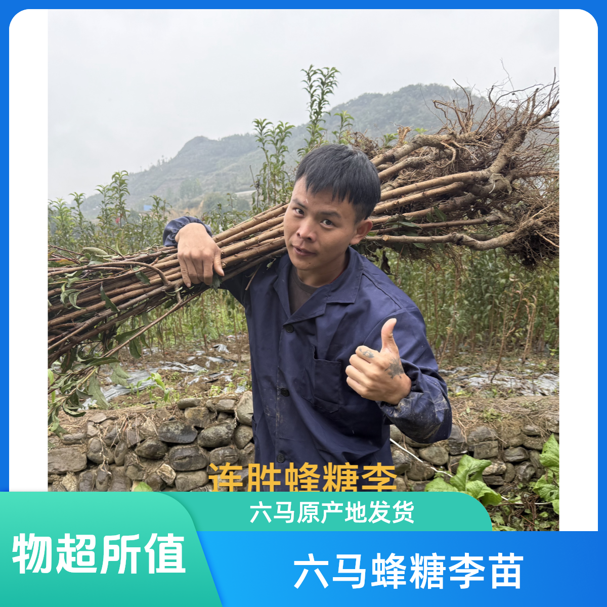 贵州六马蜂糖李 