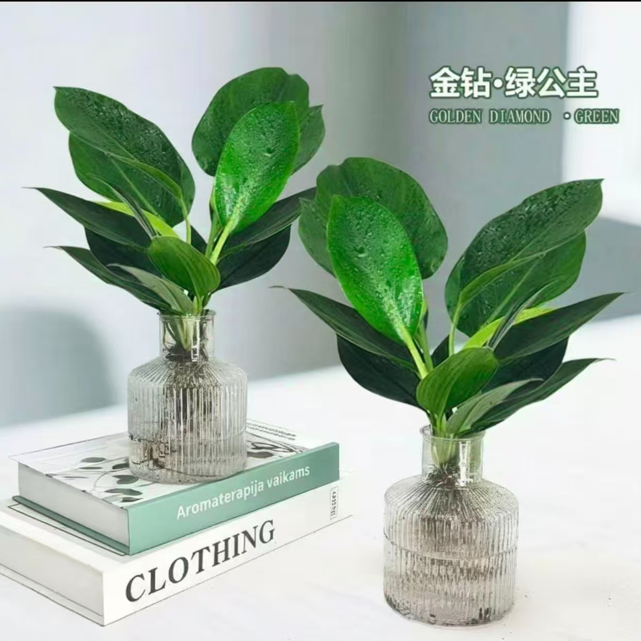 金钻绿公主室内观叶植物净化空气客厅办公室四季常青好养绿植