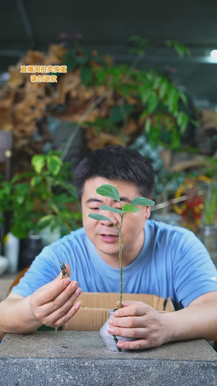 当前无花栽培后可以开花398小盼菩提+