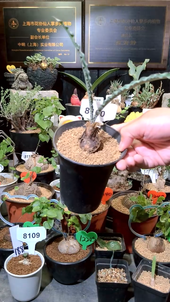 8100号1224甄选波叶血莲