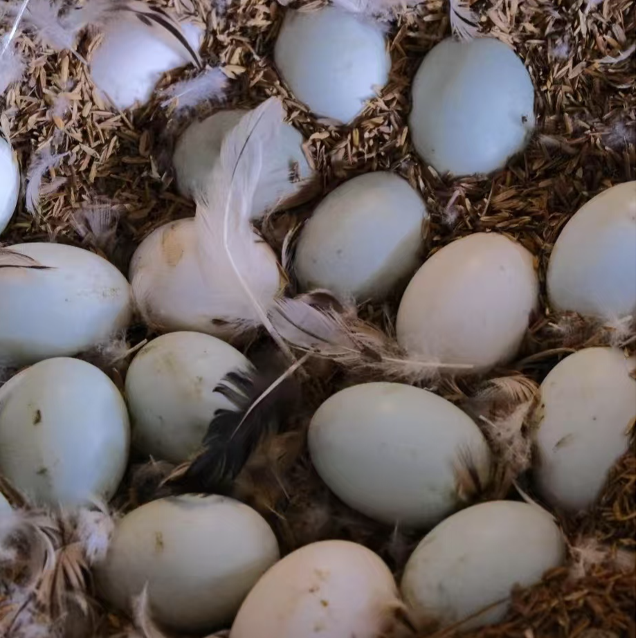 【干部助农代购】贵州正宗农家散养新鲜鸭蛋土鸭蛋