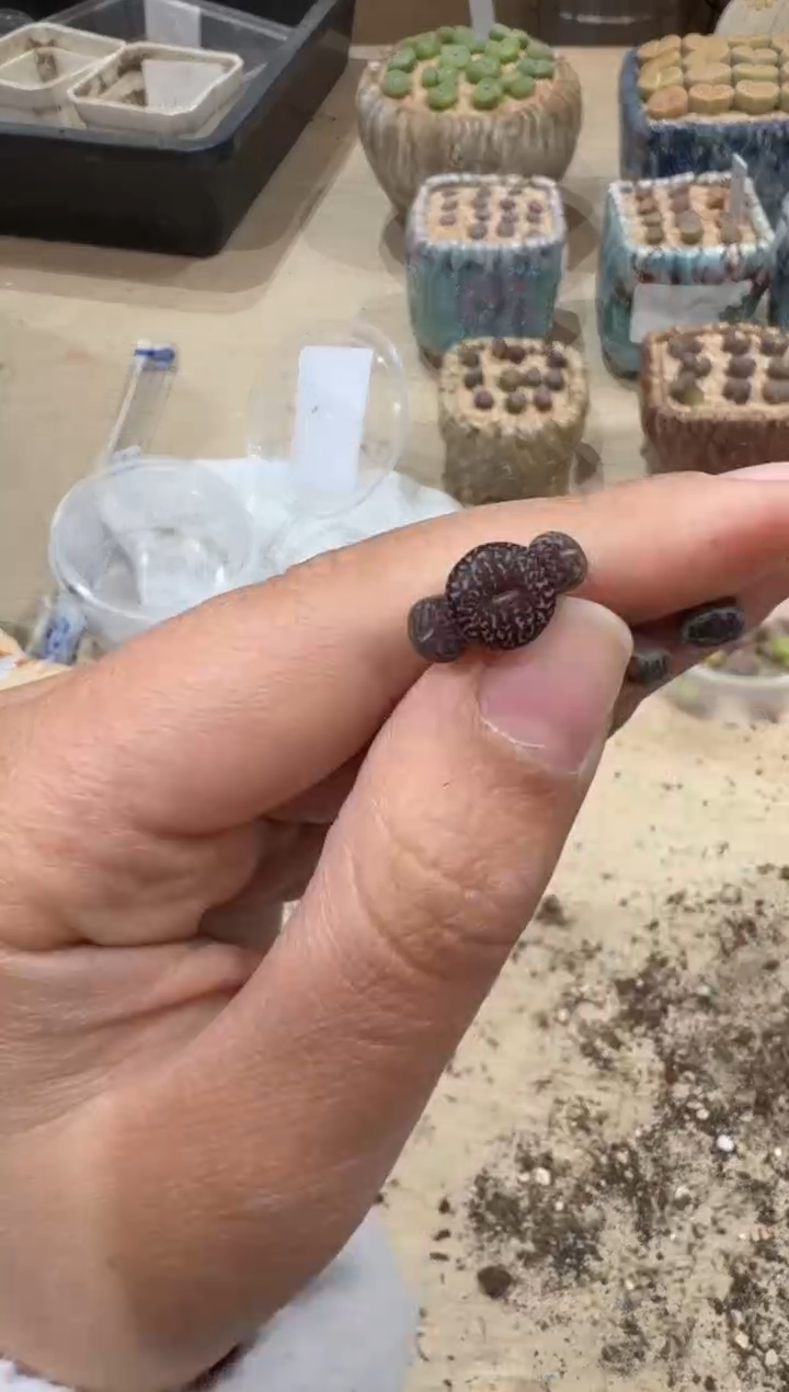傻**蕊28-127多肉植物肉锥