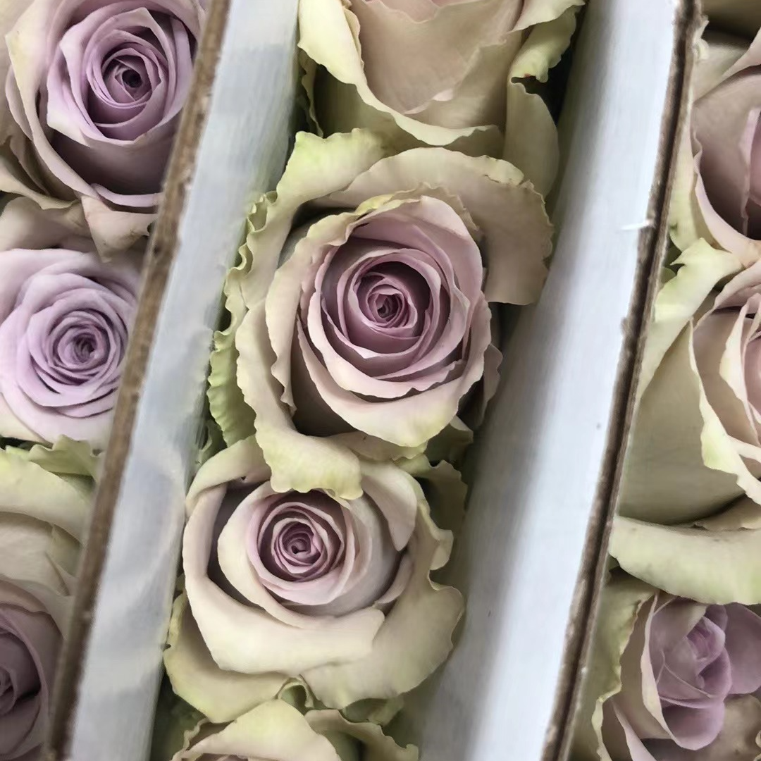 【20支海洋之心】任意两单顺丰包邮  居家瓶插花   0度下需拍保温棉