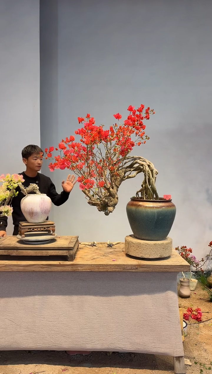 以实际为准讲***见三角梅36