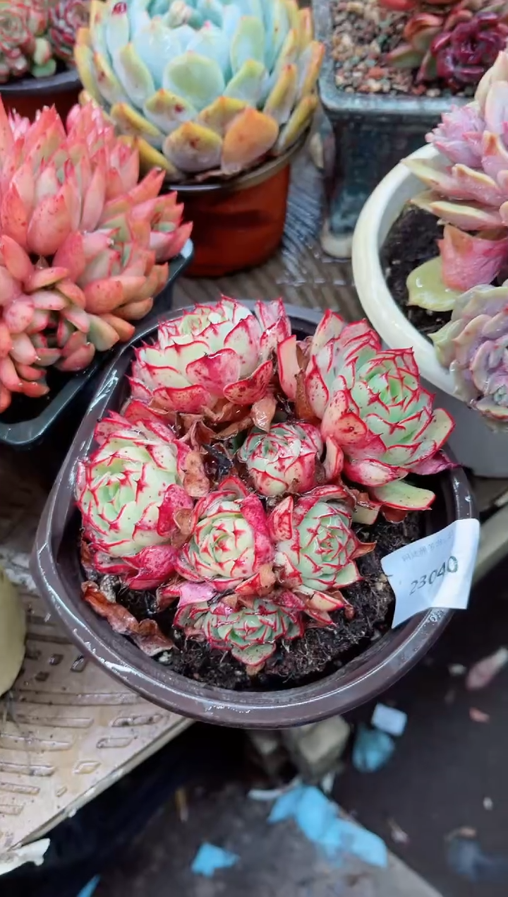 【闪购商品】23040