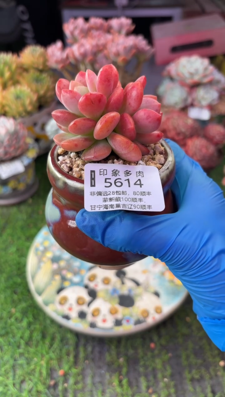 昆明印象多肉5614