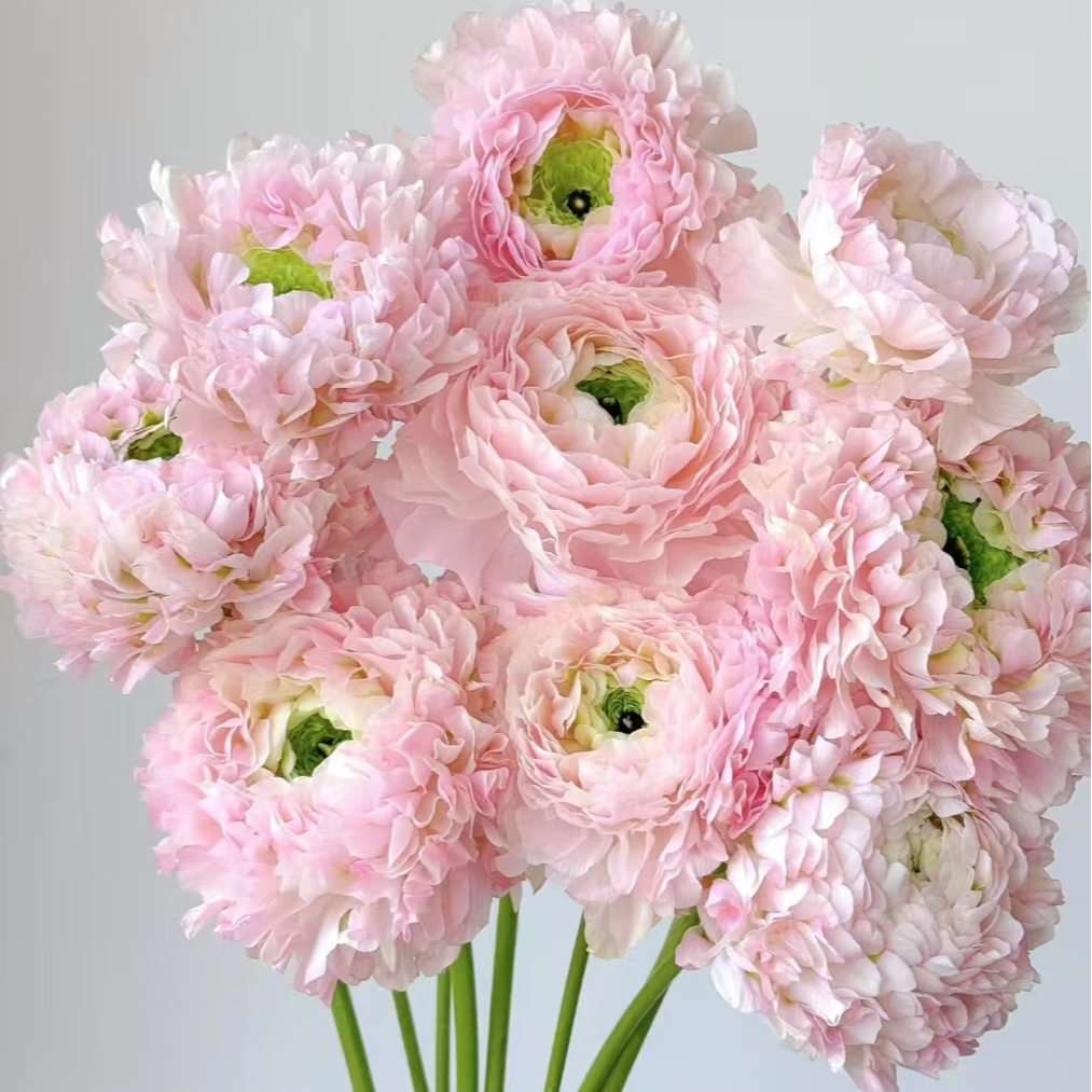 【伯乐 卉选】【粉锦鲤洋牡丹】家庭办公室瓶插鲜切花 一单包邮