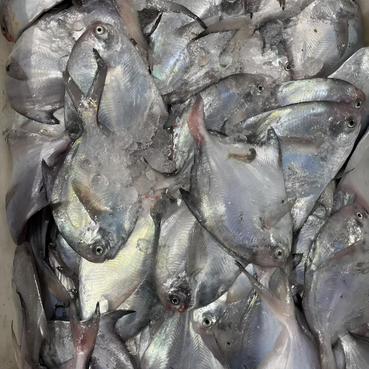 东海野生银鲳鱼【4斤】规格以直播为标准锁鲜发货