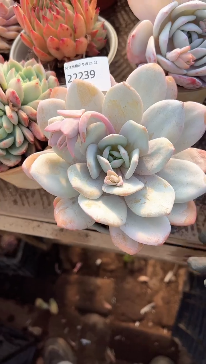 倪*玲多肉植物一物一拍22239