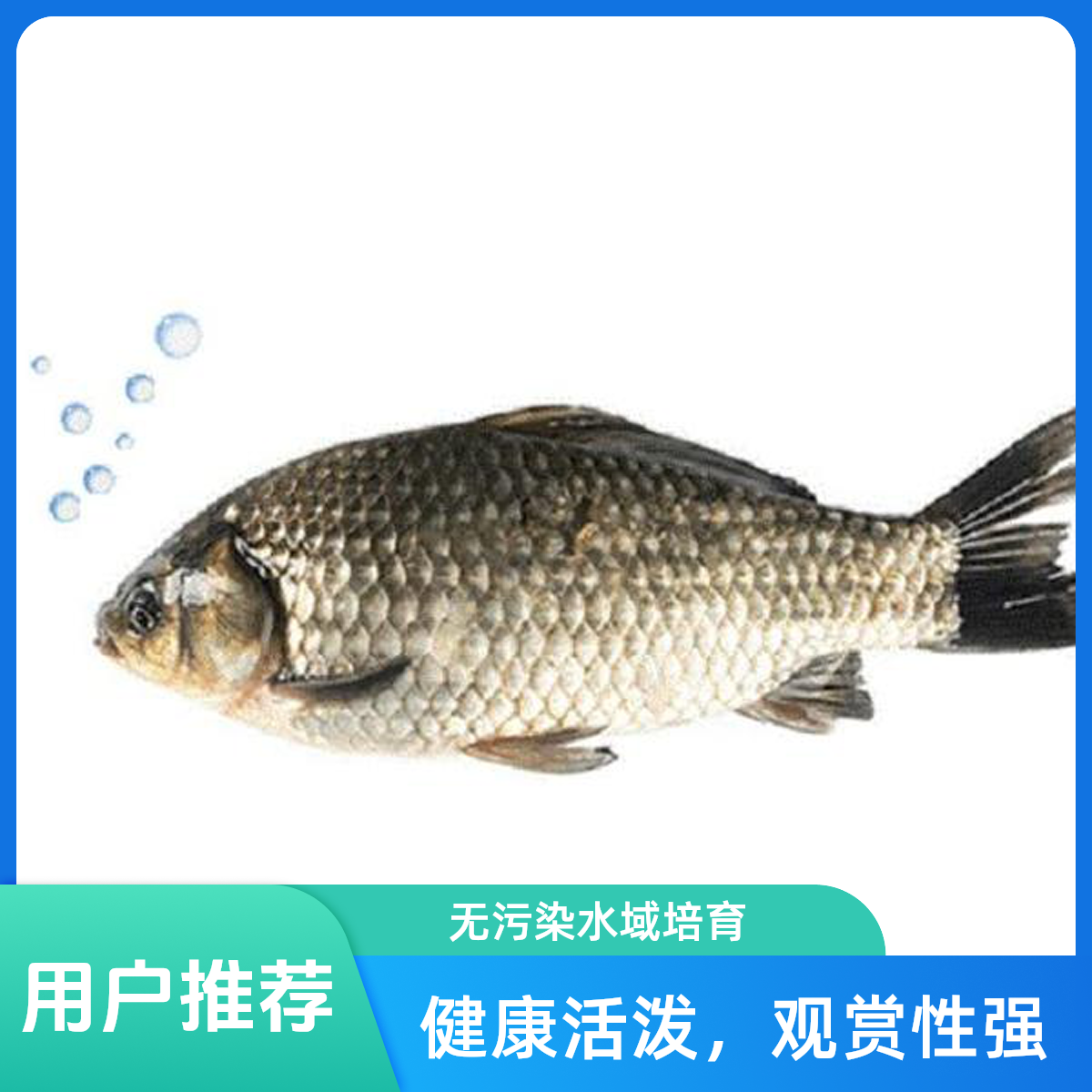 鲜活鲫鱼一条  约400-500g（默认宰杀）