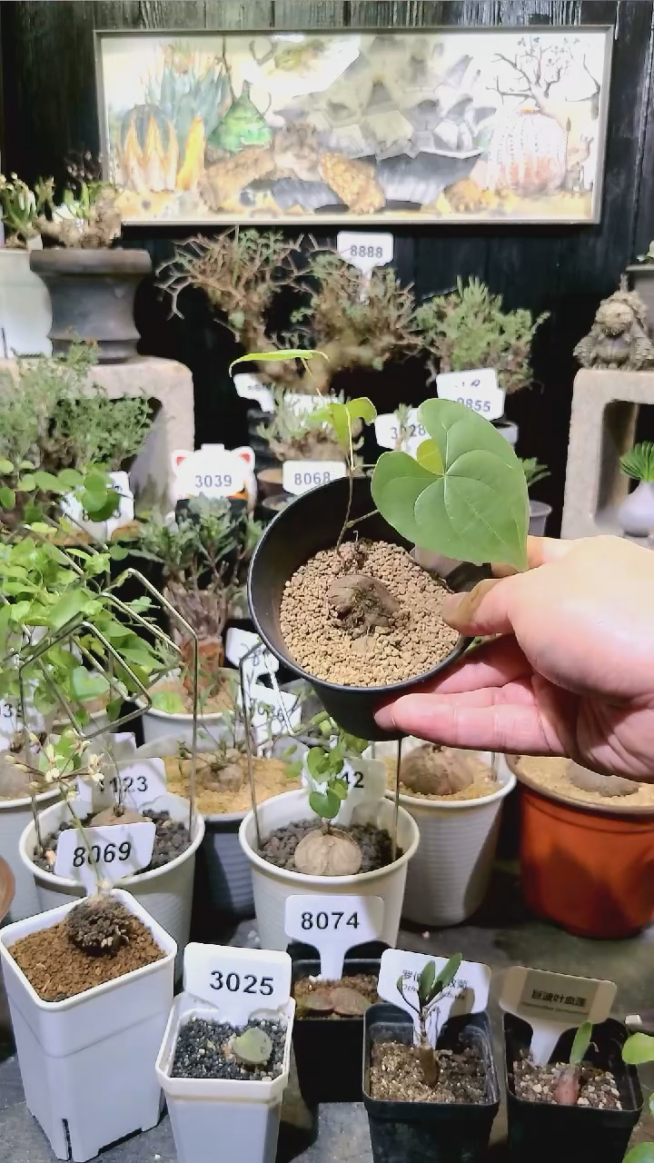 8064号1124福利SP龟甲龙