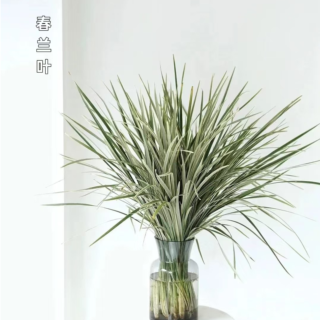 小众叶材【春兰叶】云南顺丰直发/花艺