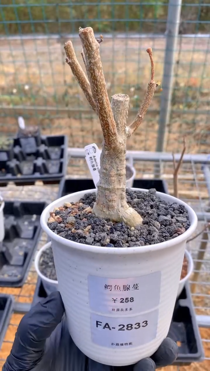 【闪购商品】鳄鱼腺蔓FA-2833