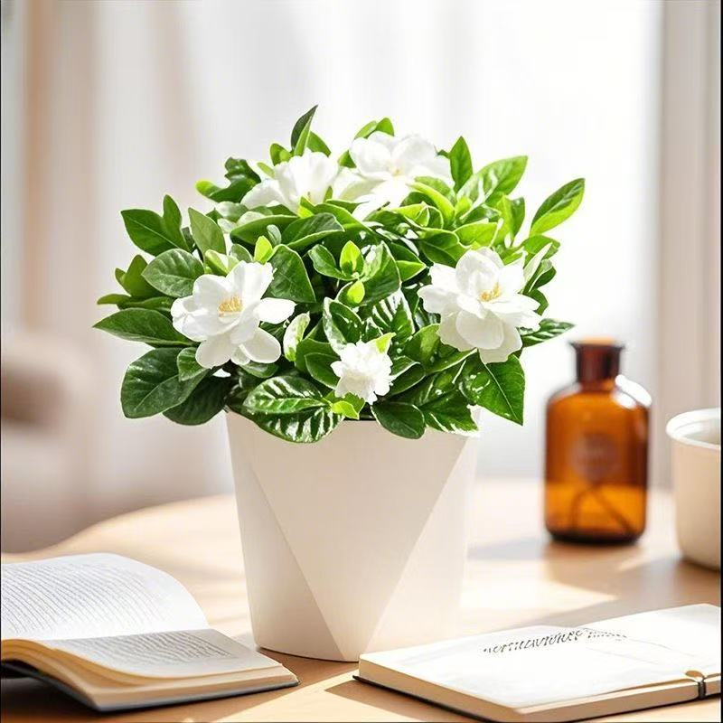 栀子花盆栽花卉室内阳台水培绿植浓香型四季好养季节性开花