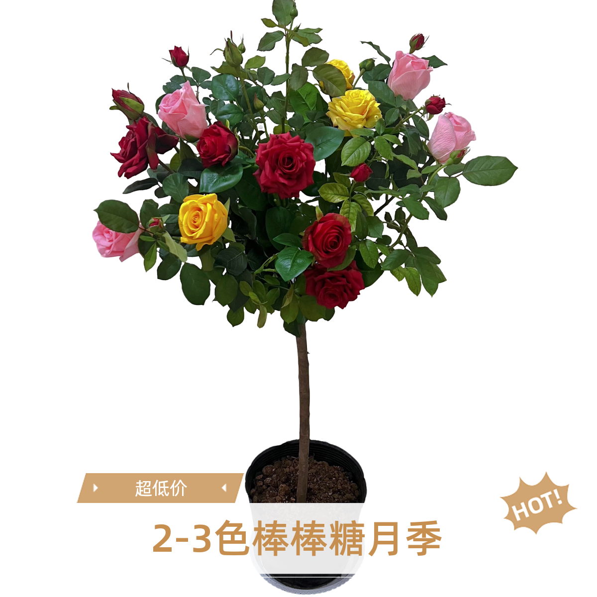 （2-3色）棒棒糖树桩月季颜色随机发多季节开花月季阳台庭院好种植