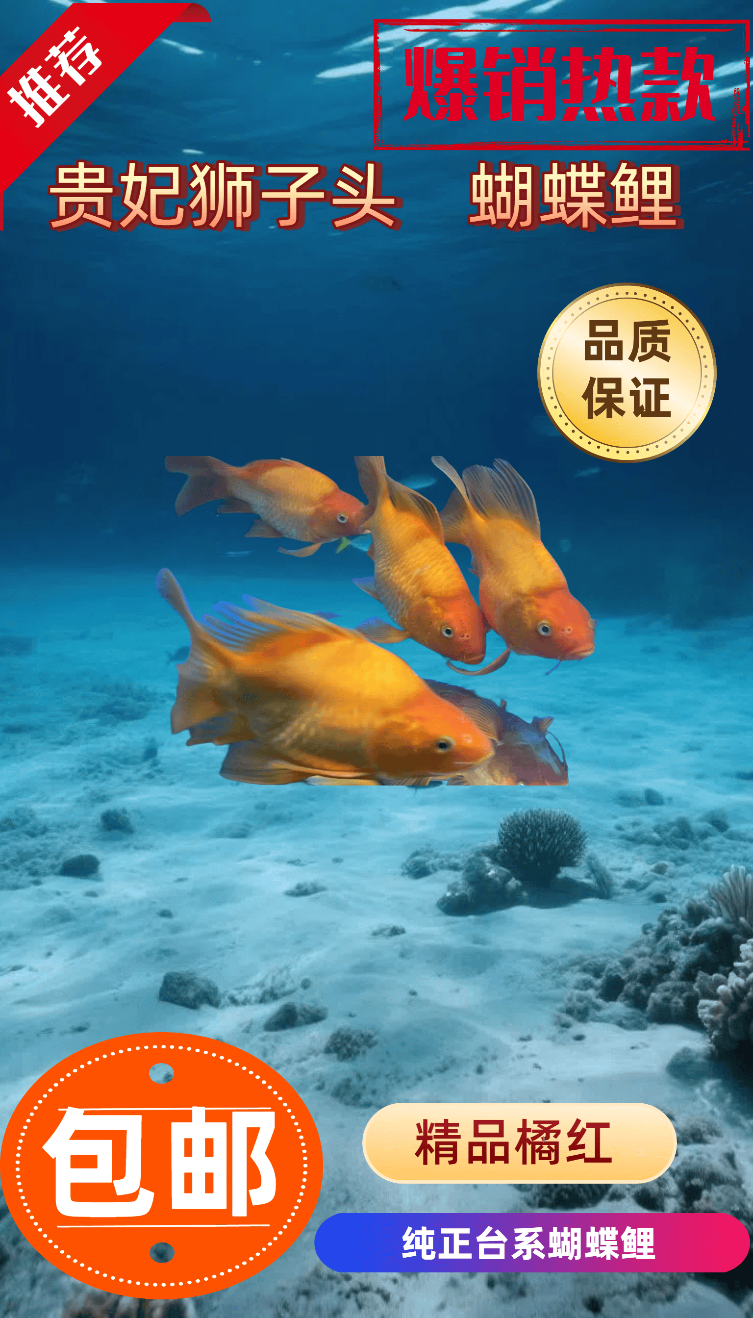 红色蝴蝶鲤观赏鱼大鳍长尾耐活包邮锦鲤观赏鱼16-19cm