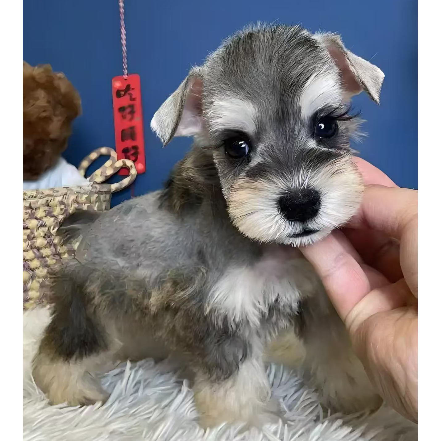 （小多米姐姐家)T狗狗活体