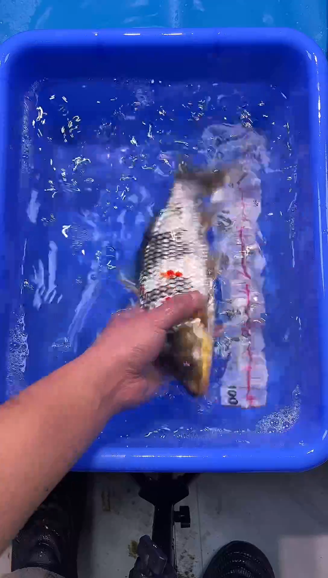 锦鲤2026-1-3汇鼎锦鲤----62