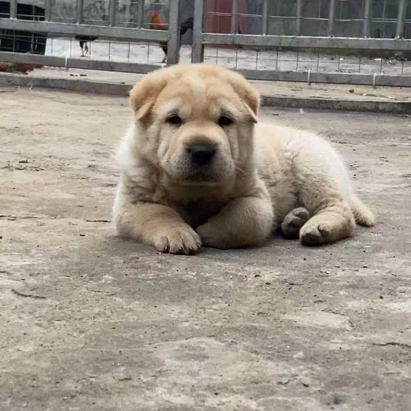 广西田园犬狗狗活体链接