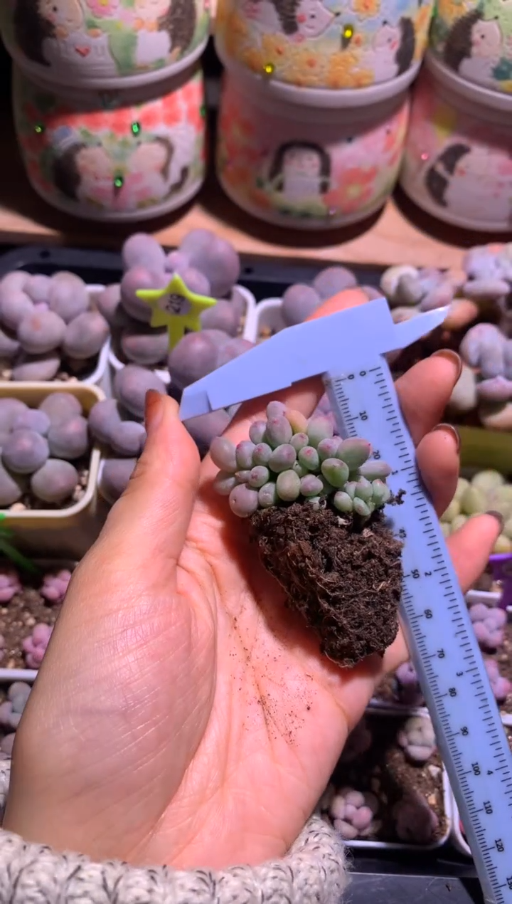 红宝石苹果板子，满28包邮 不满发一个叶片到付