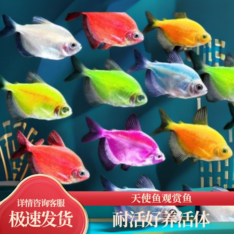 福利3色练手天使鱼观赏鱼群游活体淡水热带鱼好养耐活