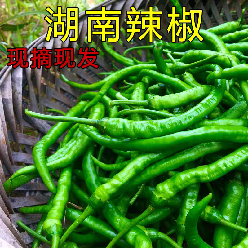 （特辣爆辣）湘西农家自种土辣椒