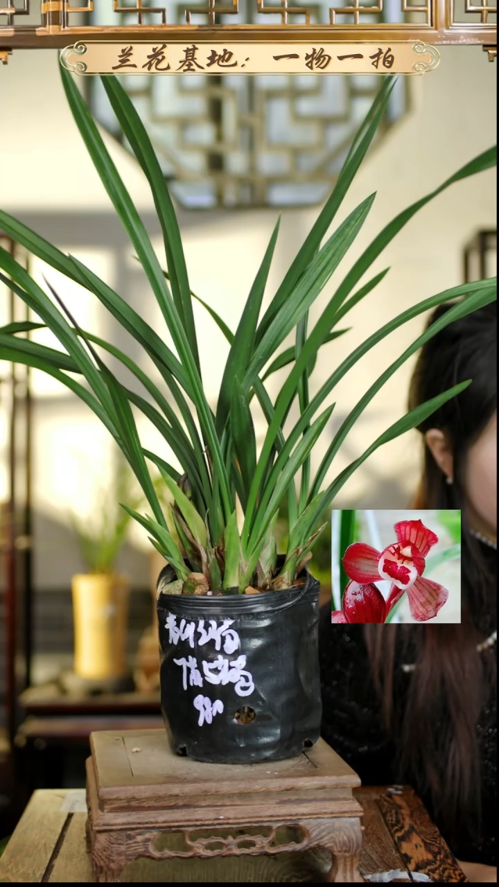 完全开放春剑红荷7苗5花苞