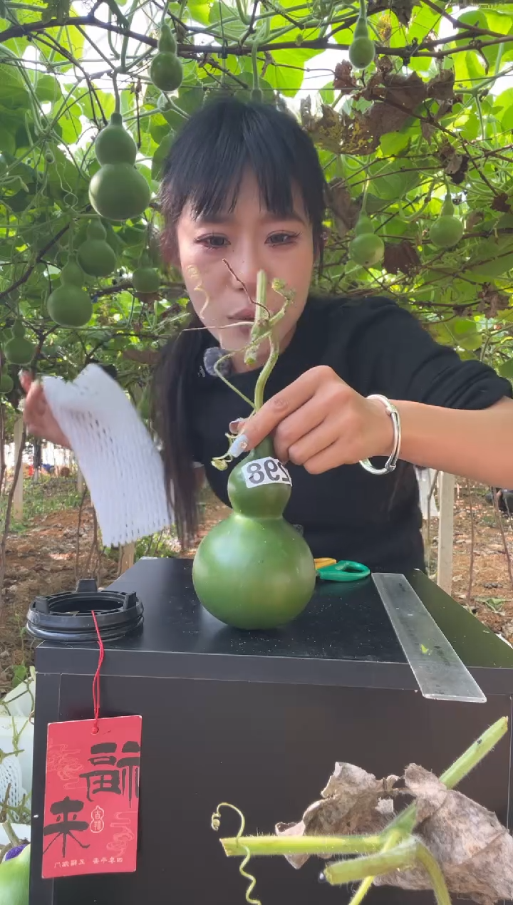 298天然葫芦摆件 一物一拍龙头不保售后