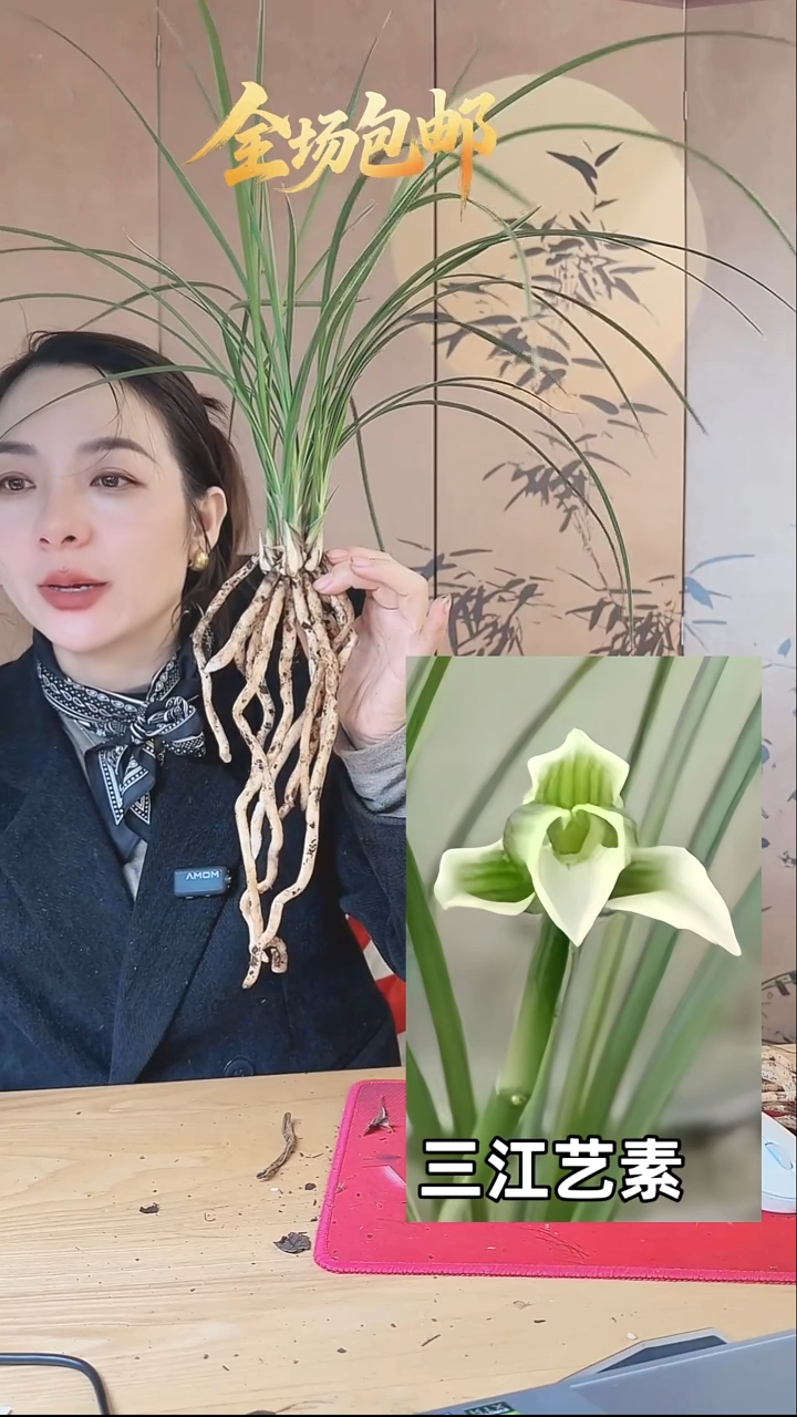 当前无花栽培后可以开花：三江艺素