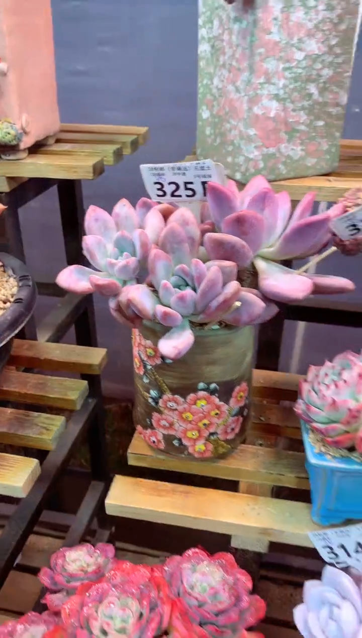 325E（一物一拍，精品多肉，w所见即所得 