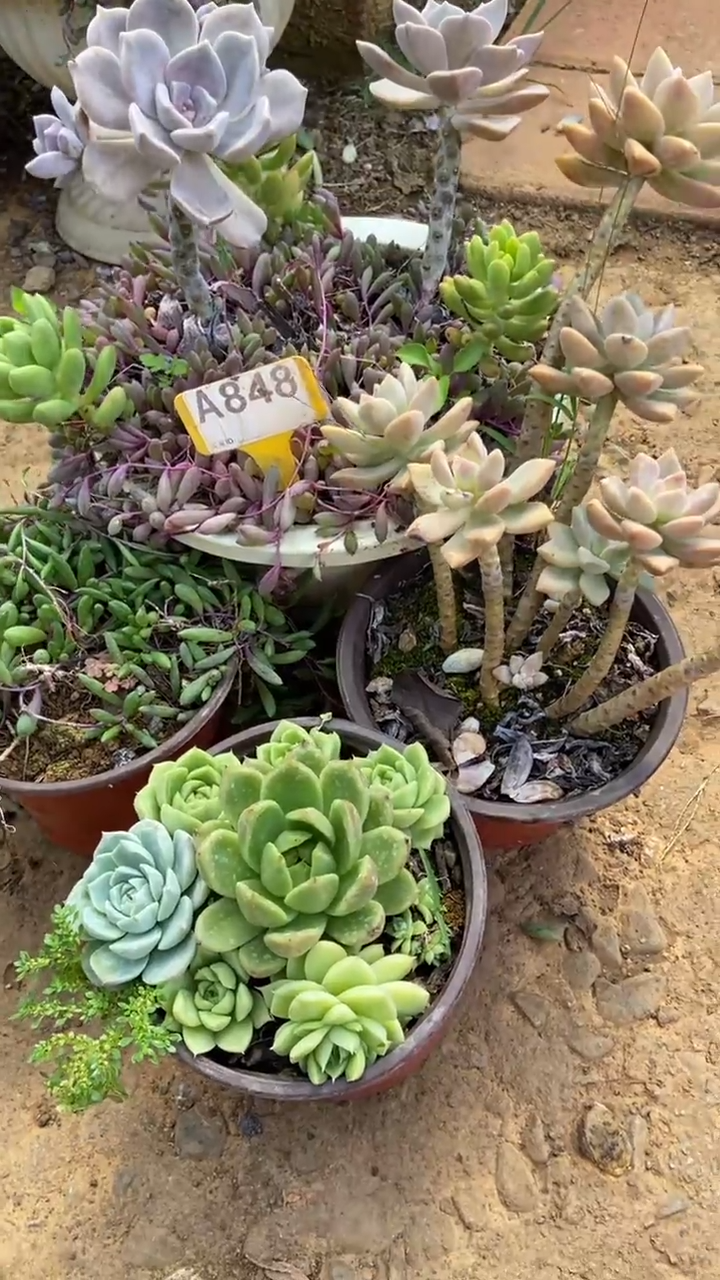 A848多肉组合默认脱土发货