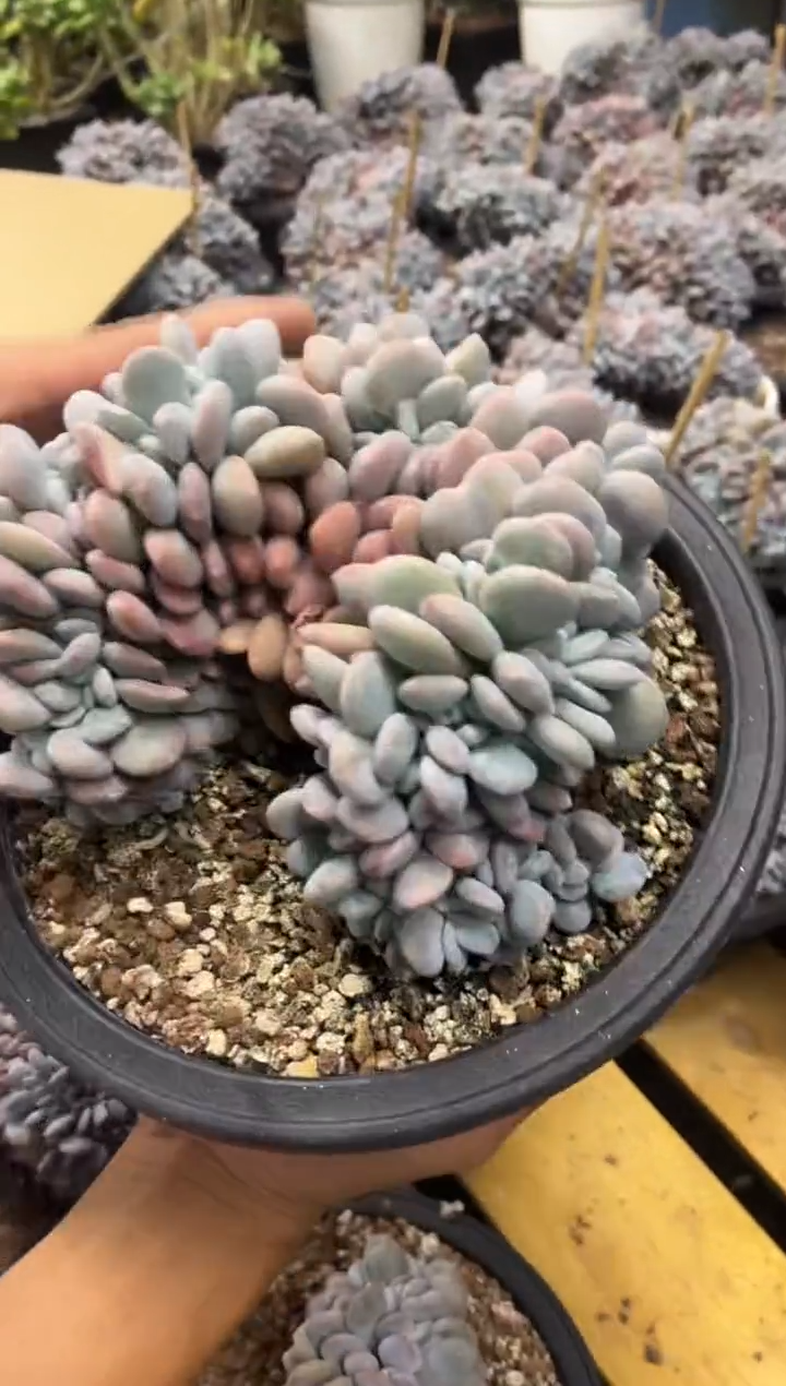粉兔缀化（实生根）