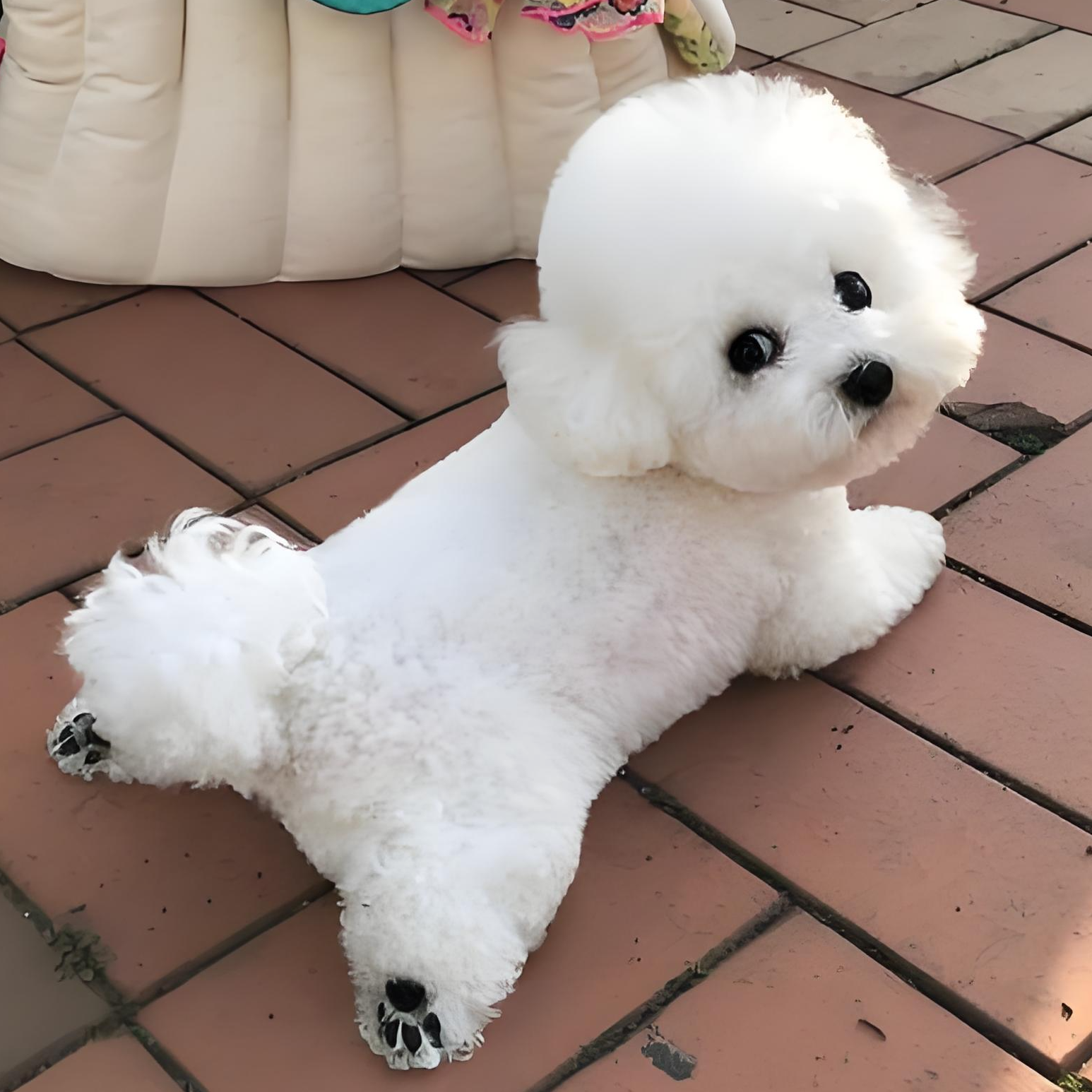 可爱幼犬小狗混血系类拉拉柯基博美泰迪柴犬田园现场挑选直播链接