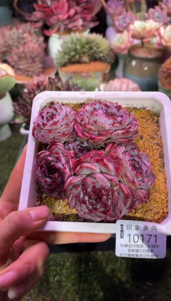 【闪购商品】10171