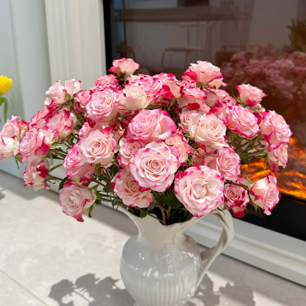【折射泡泡玫瑰】家用鲜花 粉白渐变 云南鲜花 昆明基地直发