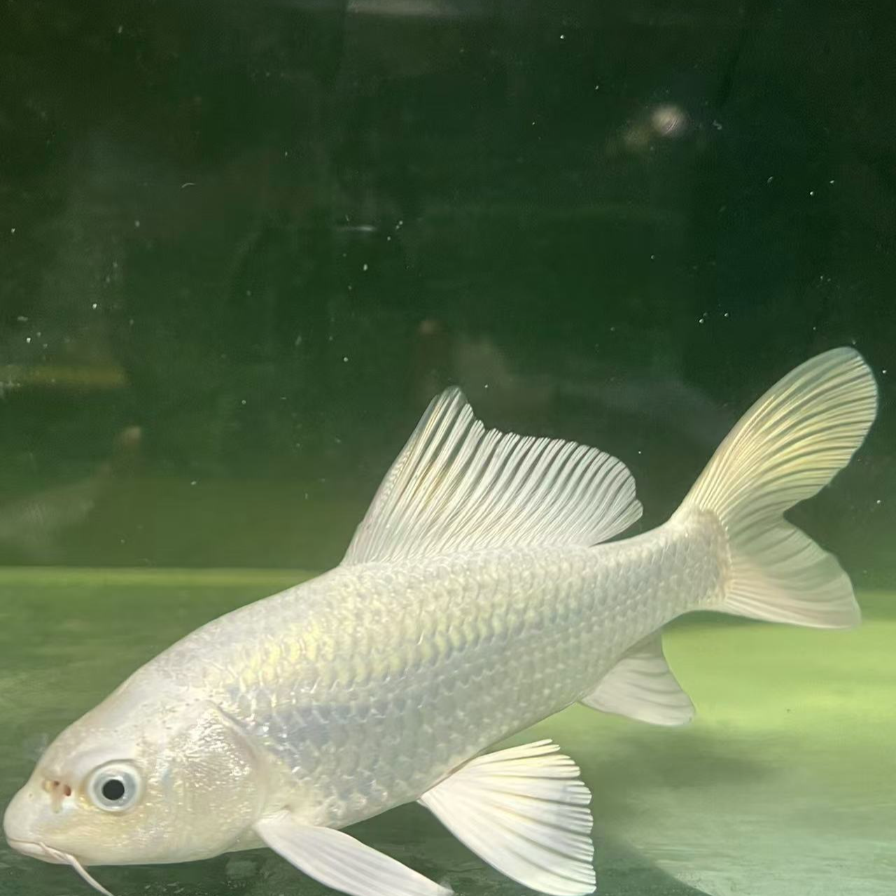 普通款   蝴蝶鲤  淡水鱼