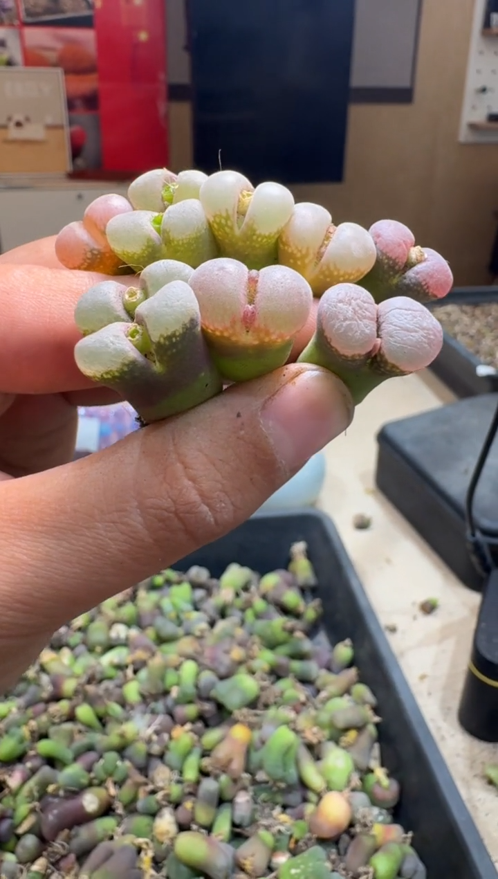 6-235多肉植物肉锥