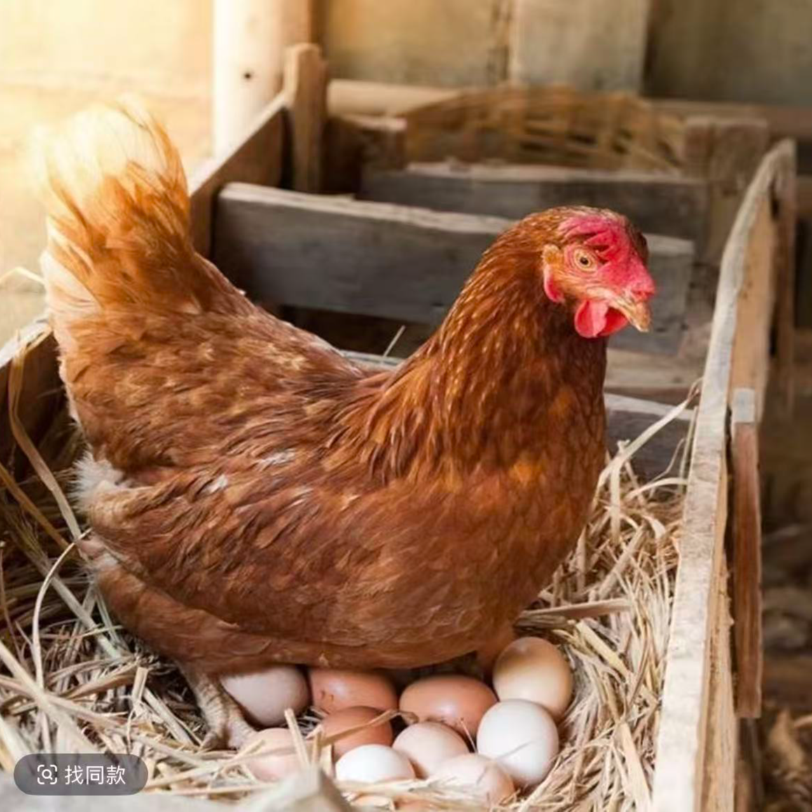 散养海兰褐鸡  肉质紧实 营养鲜美  申通发货  包邮到家