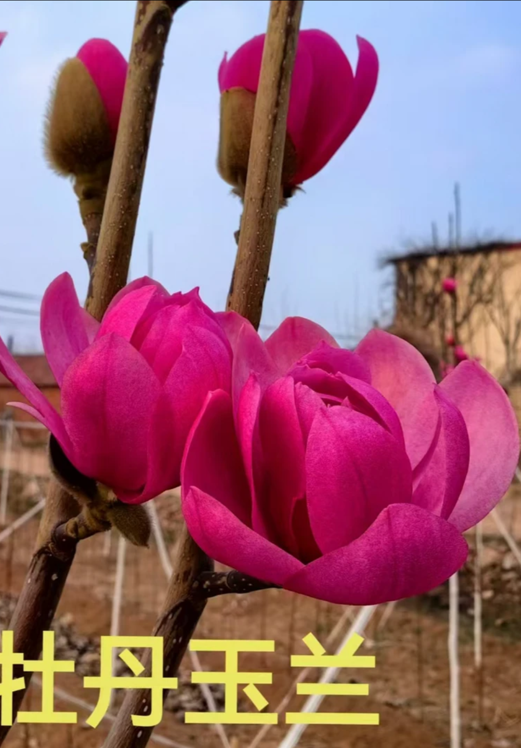 超耐寒玉兰花紫玉兰鲜花三季开花适合南北方种植一物一拍花卉绿植