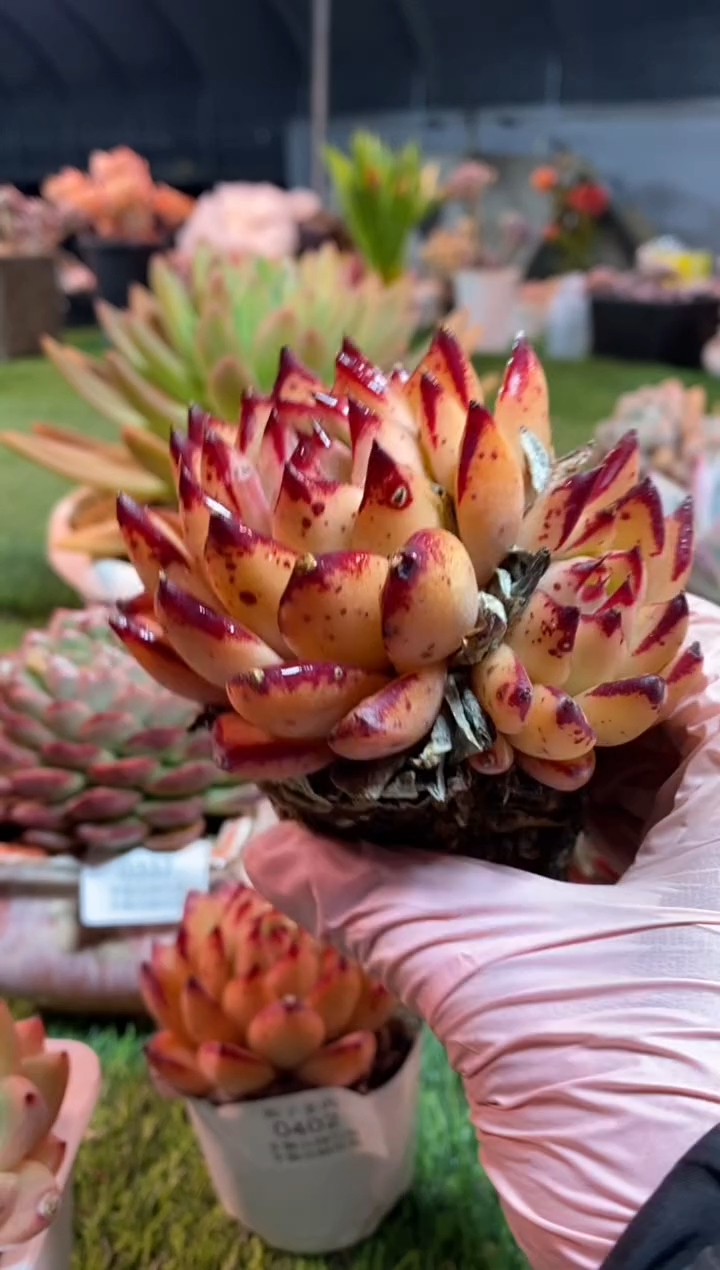 【闪购商品】0434a