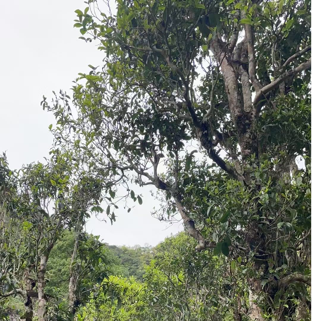 云南普洱生茶2023年易武野生茶古树生茶散料100克