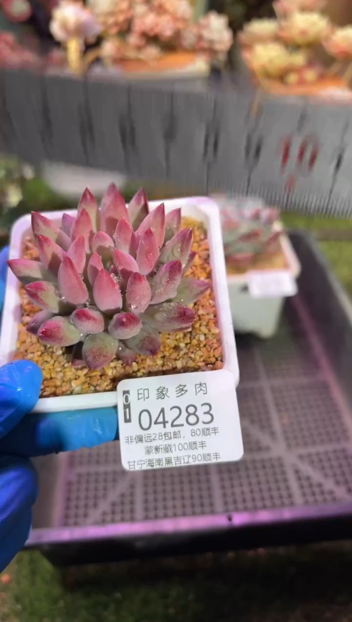 【闪购商品】04283