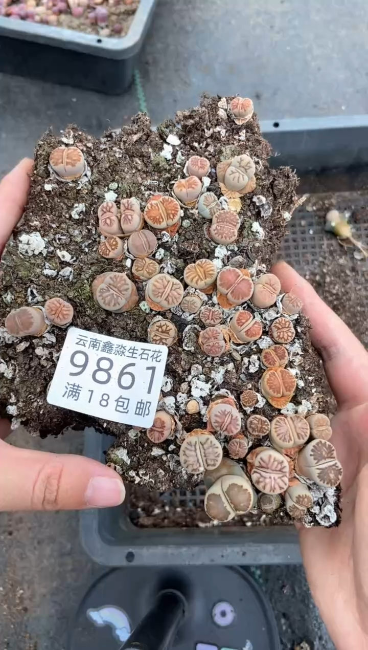 9861特价特价菊切糕微瑕