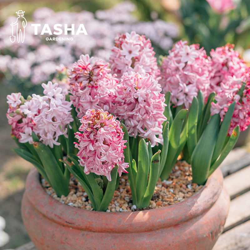 塔莎的花园风信子种球阳台绿植种植秋季种球可爱好养