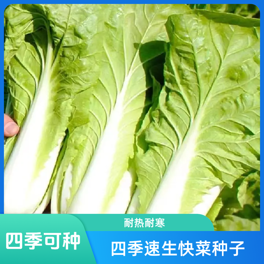 【快菜种子】四季速生快菜小白菜耐热阳台小院农家菜园蔬菜种子商品图