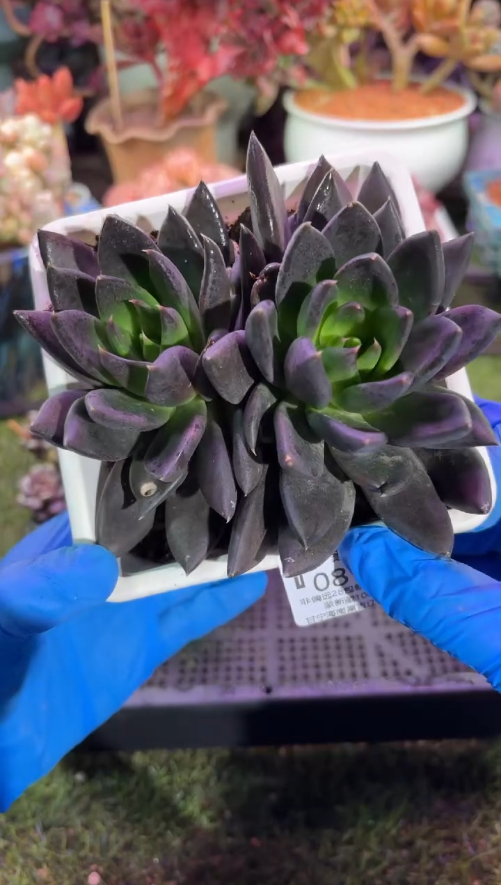 【闪购商品】08195